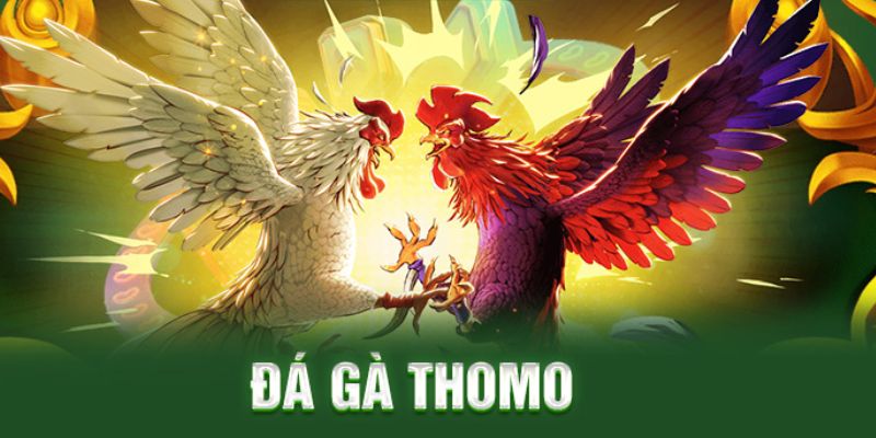 Đá gà Thomo là hình thức như thế nào?